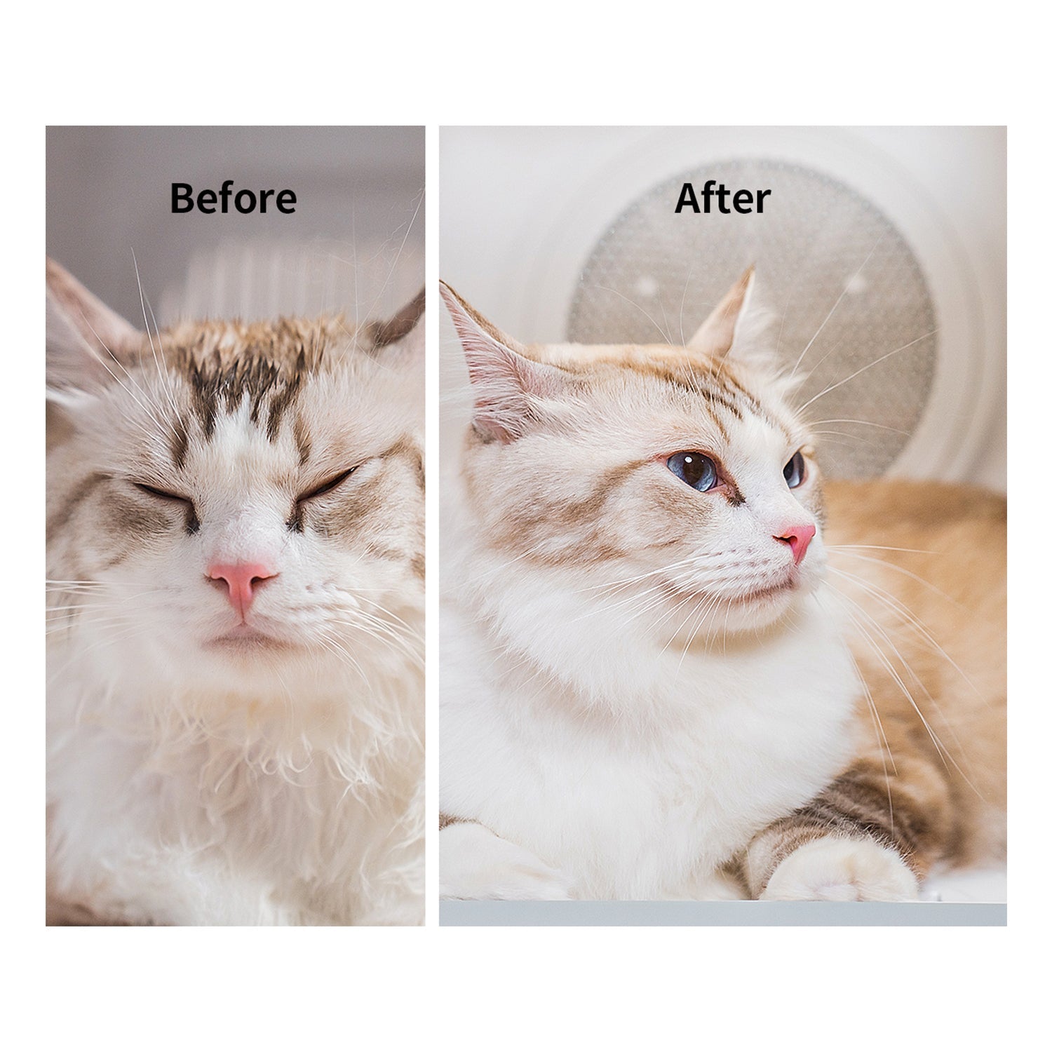 Before and after comparison showing visibly smoother, fluffier fur after using the AirSalon Max Pet Dryer Box